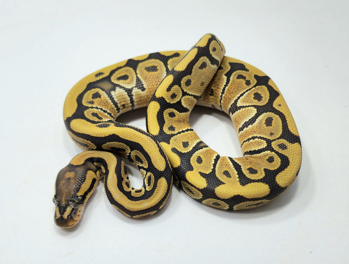 Hypo het Clown female