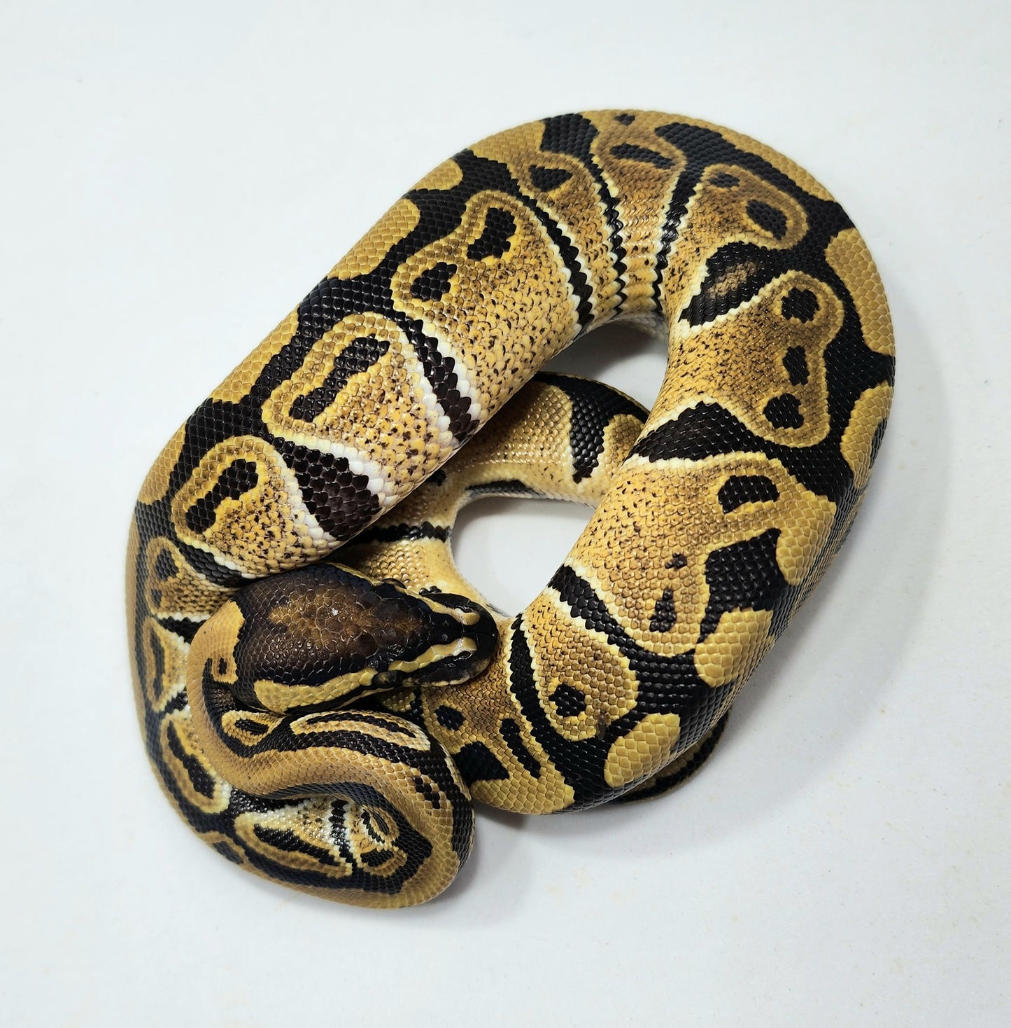 Double het Hypo Clown male