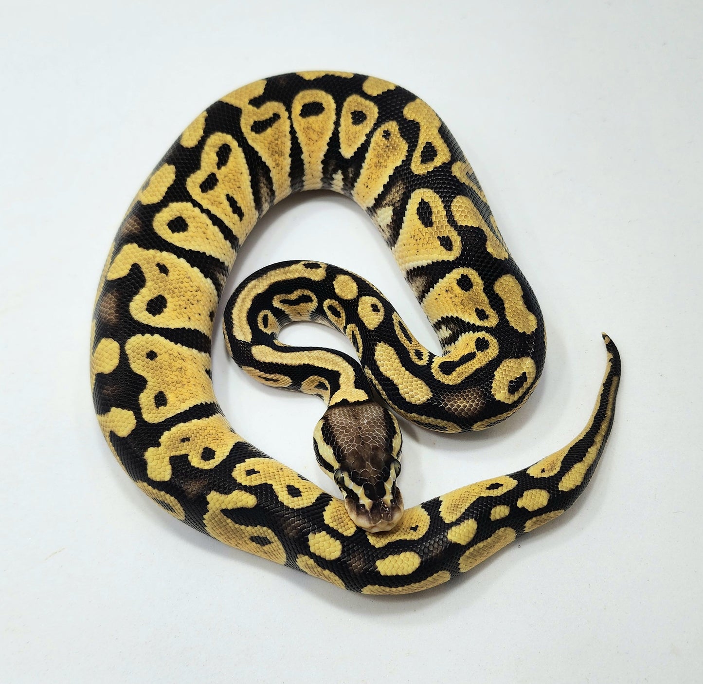 Pastel double het Hypo Clown female