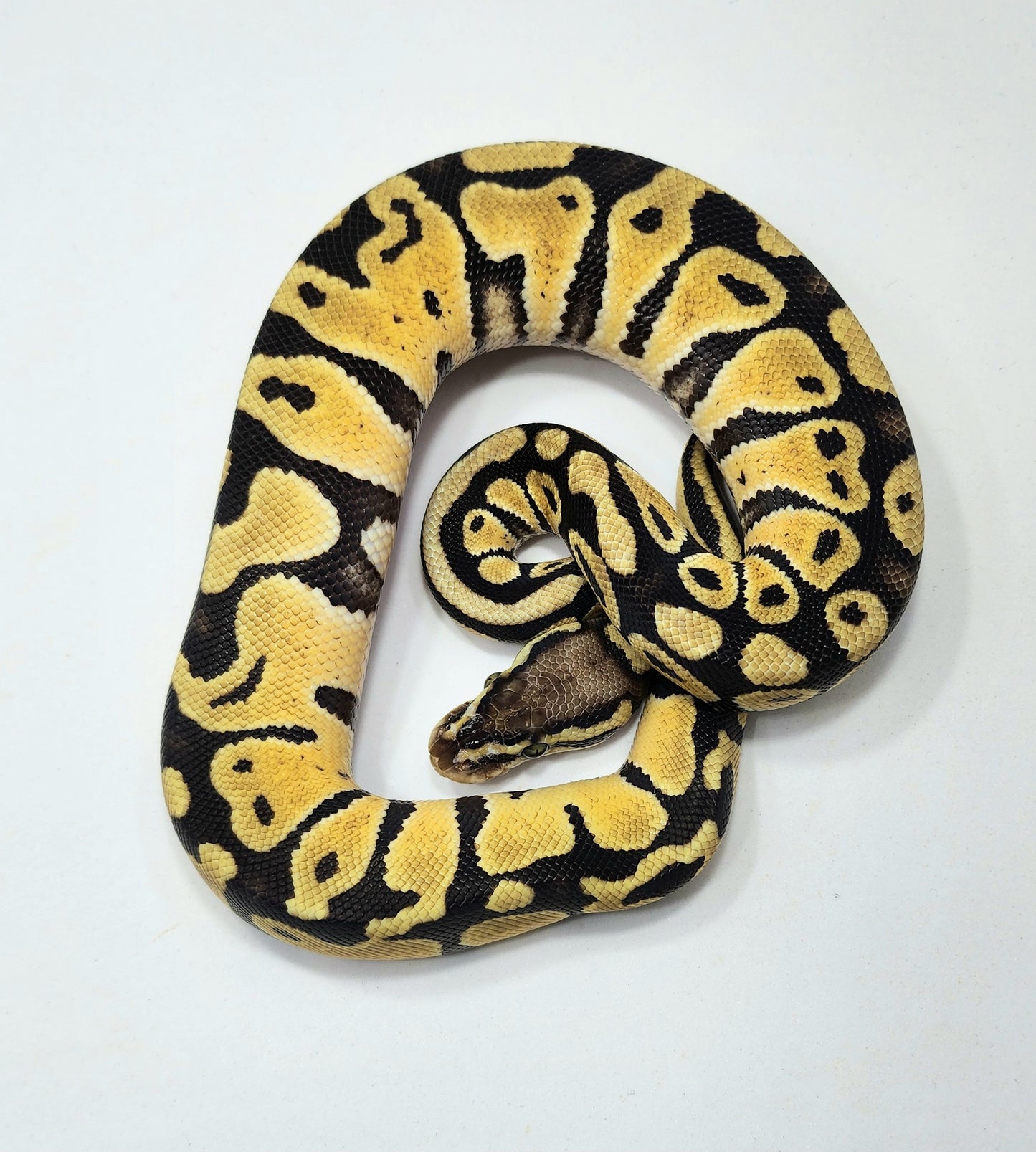 Pastel double het Hypo Clown female