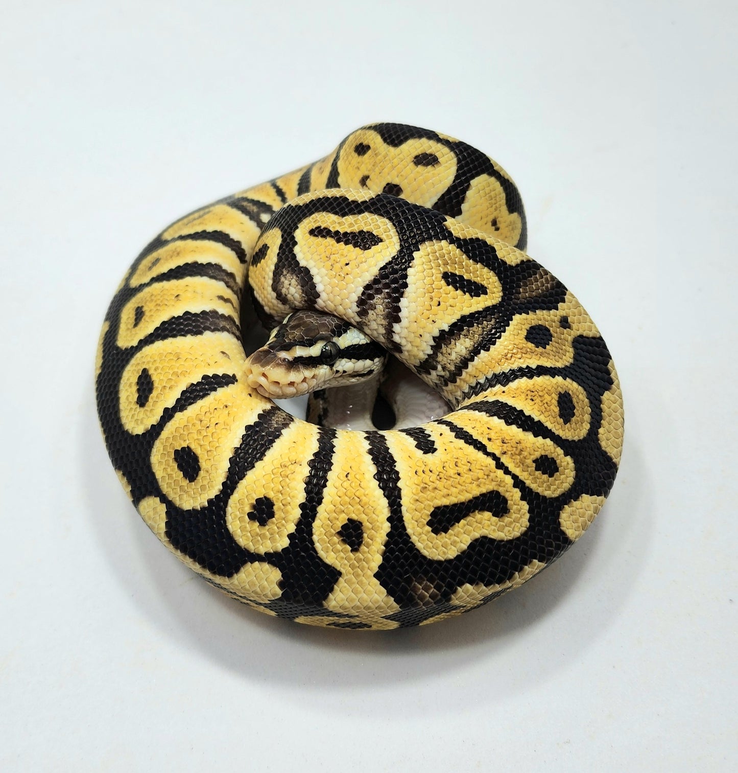 Pastel double het Hypo Clown female