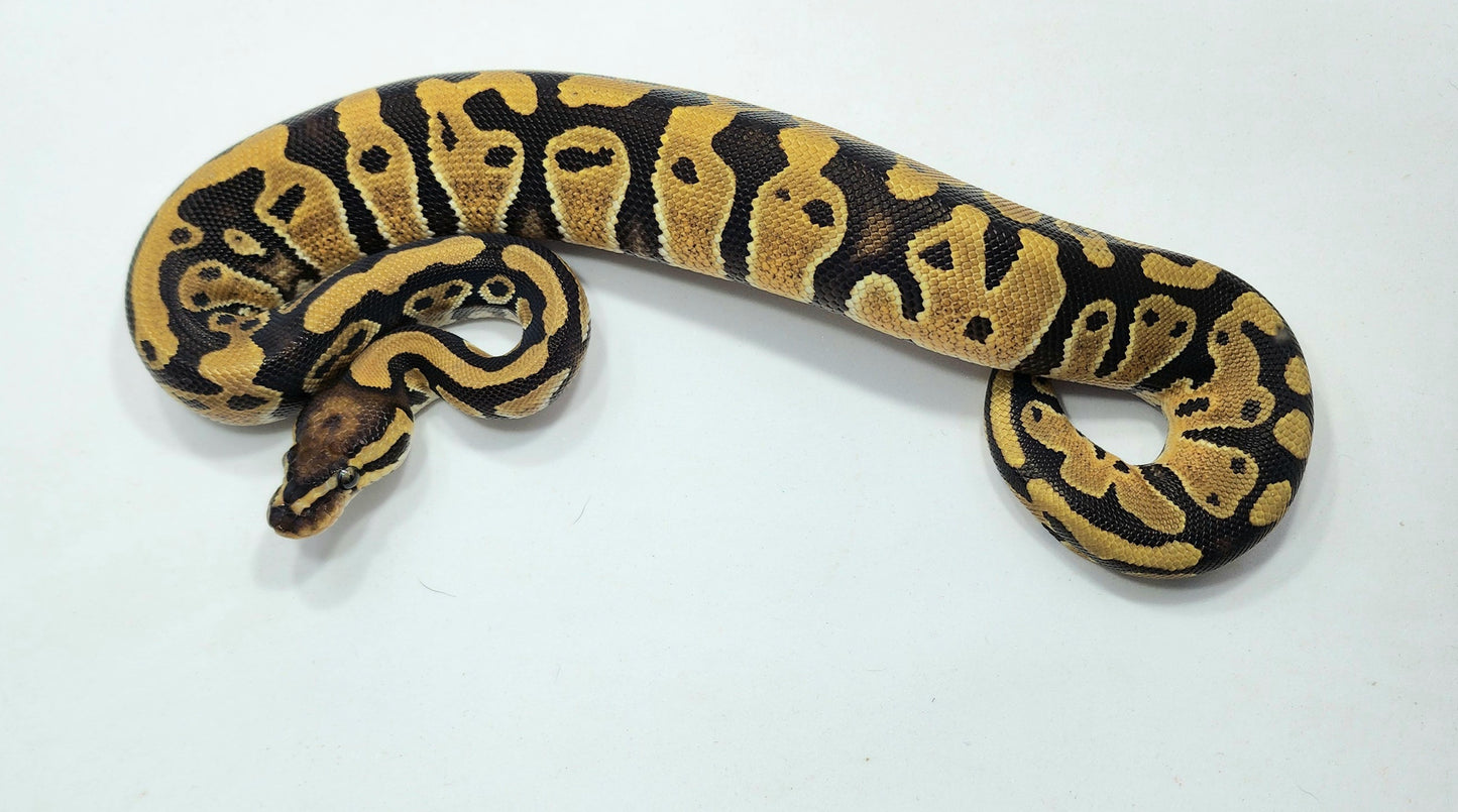 Triple het Hypo Clown Pied female