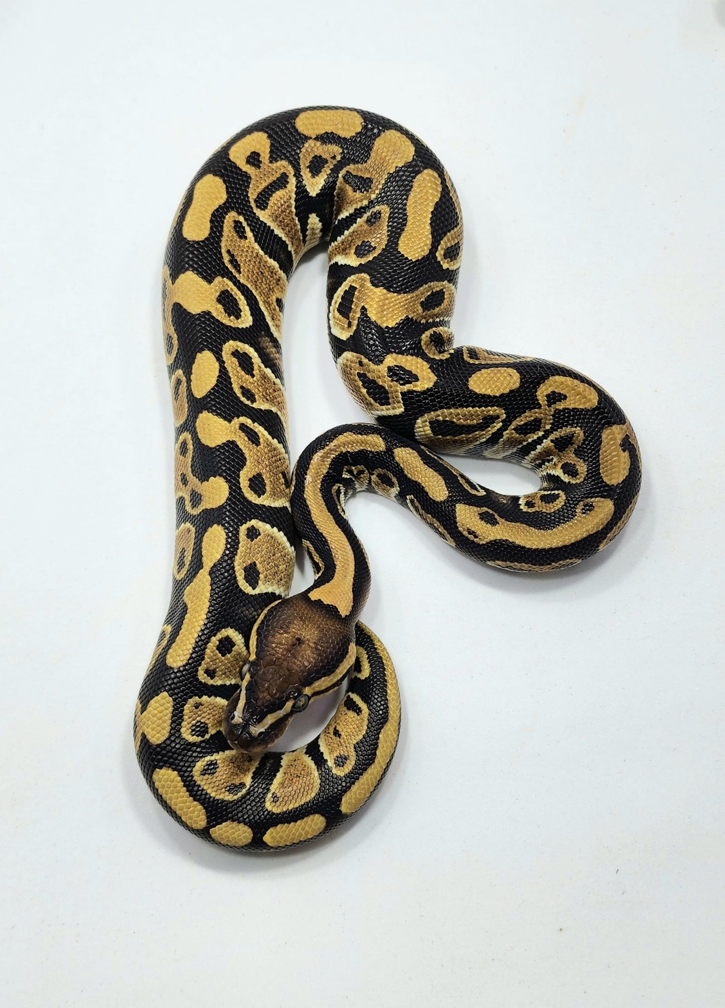 Triple het Hypo Clown Pied female