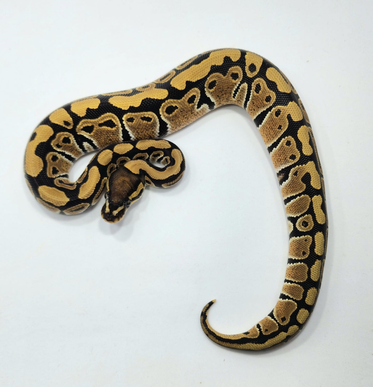 Triple het Hypo Clown Pied female
