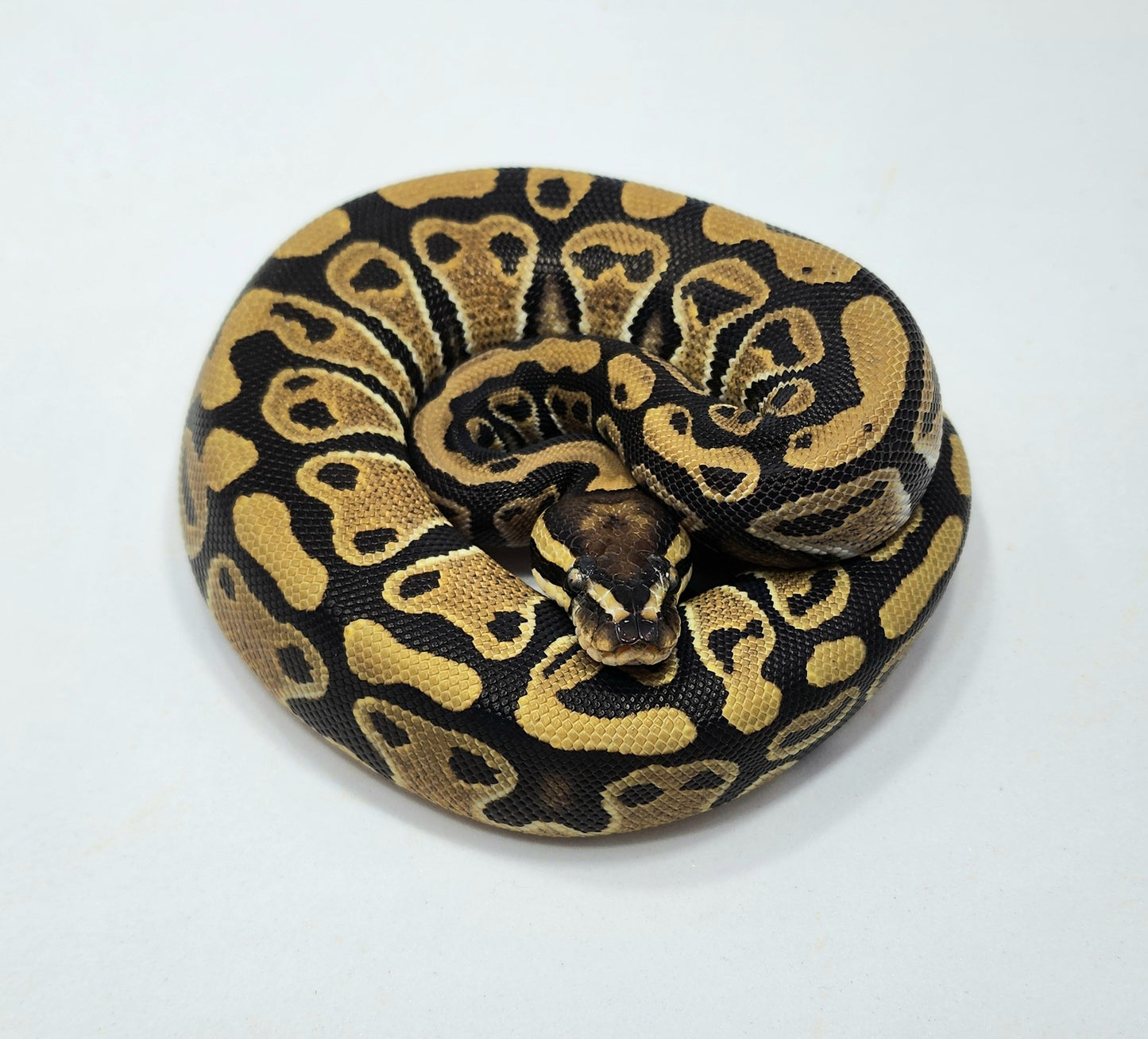 Triple het Hypo Clown Pied male