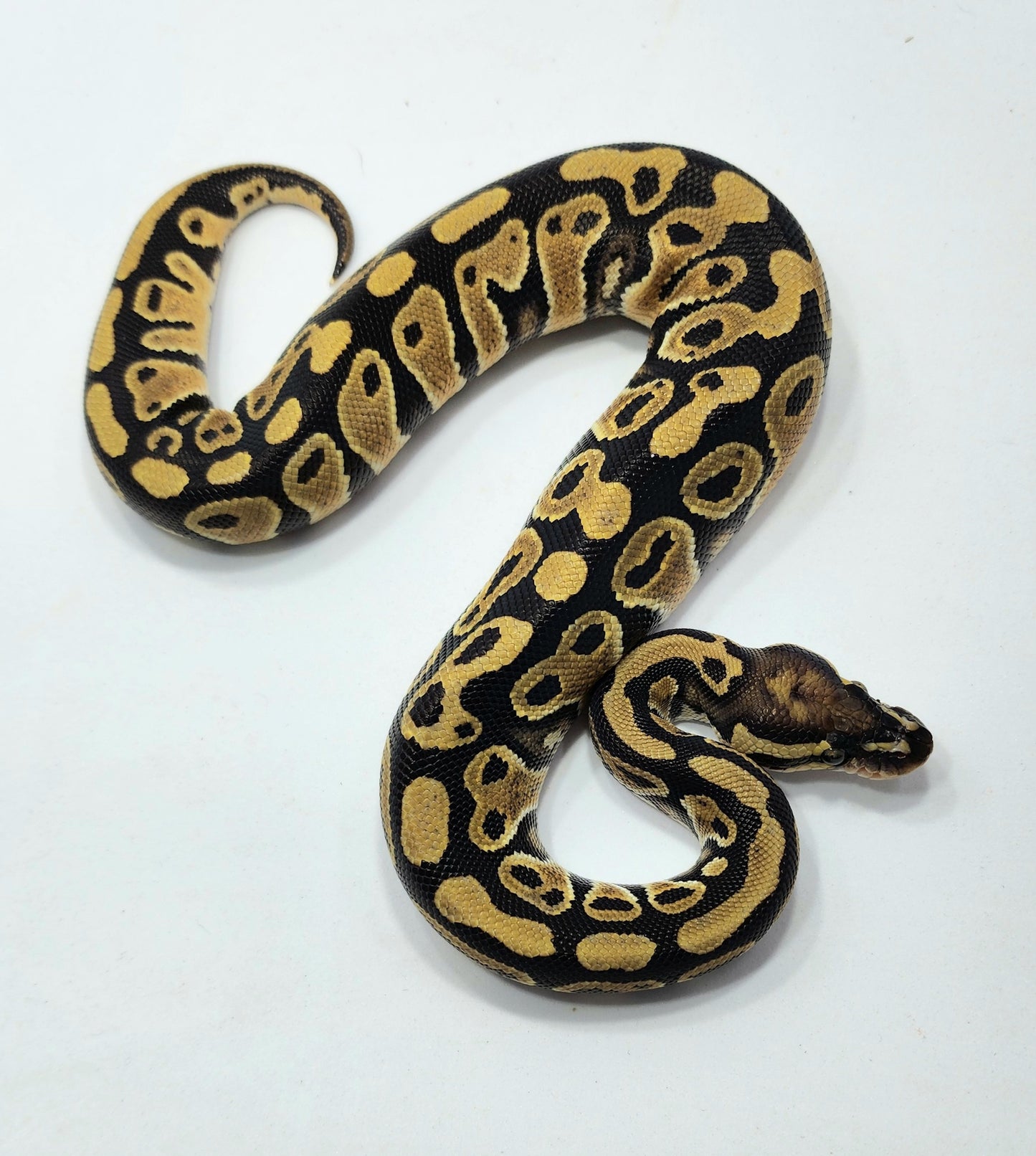 Triple het Hypo Clown Pied male