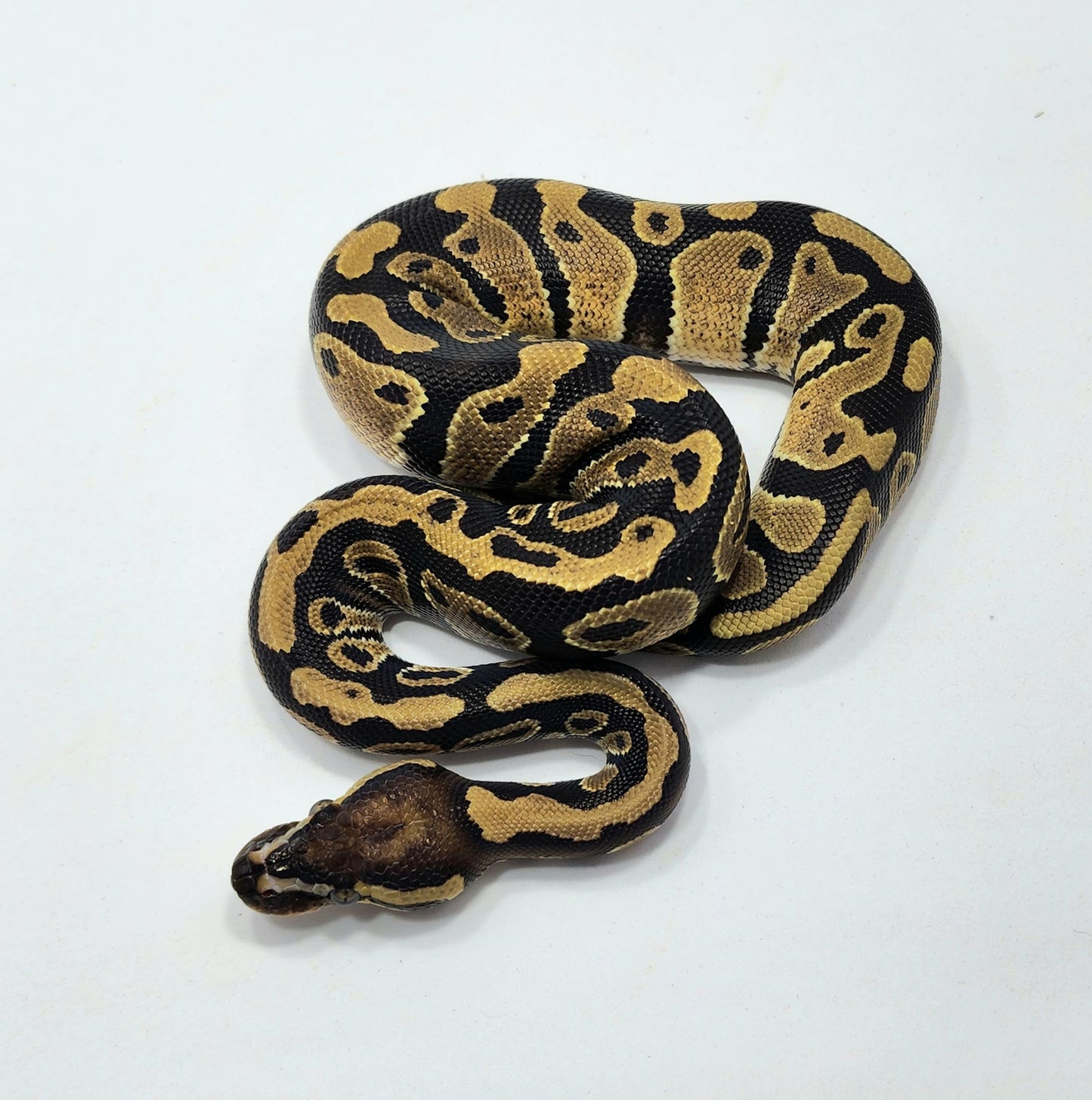 Triple het Hypo Clown Pied male