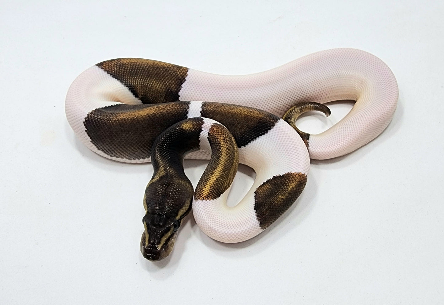 Mahogany Pied pos GHI female