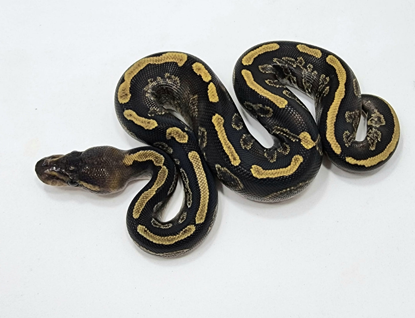 GHI Mahogany het Pied male