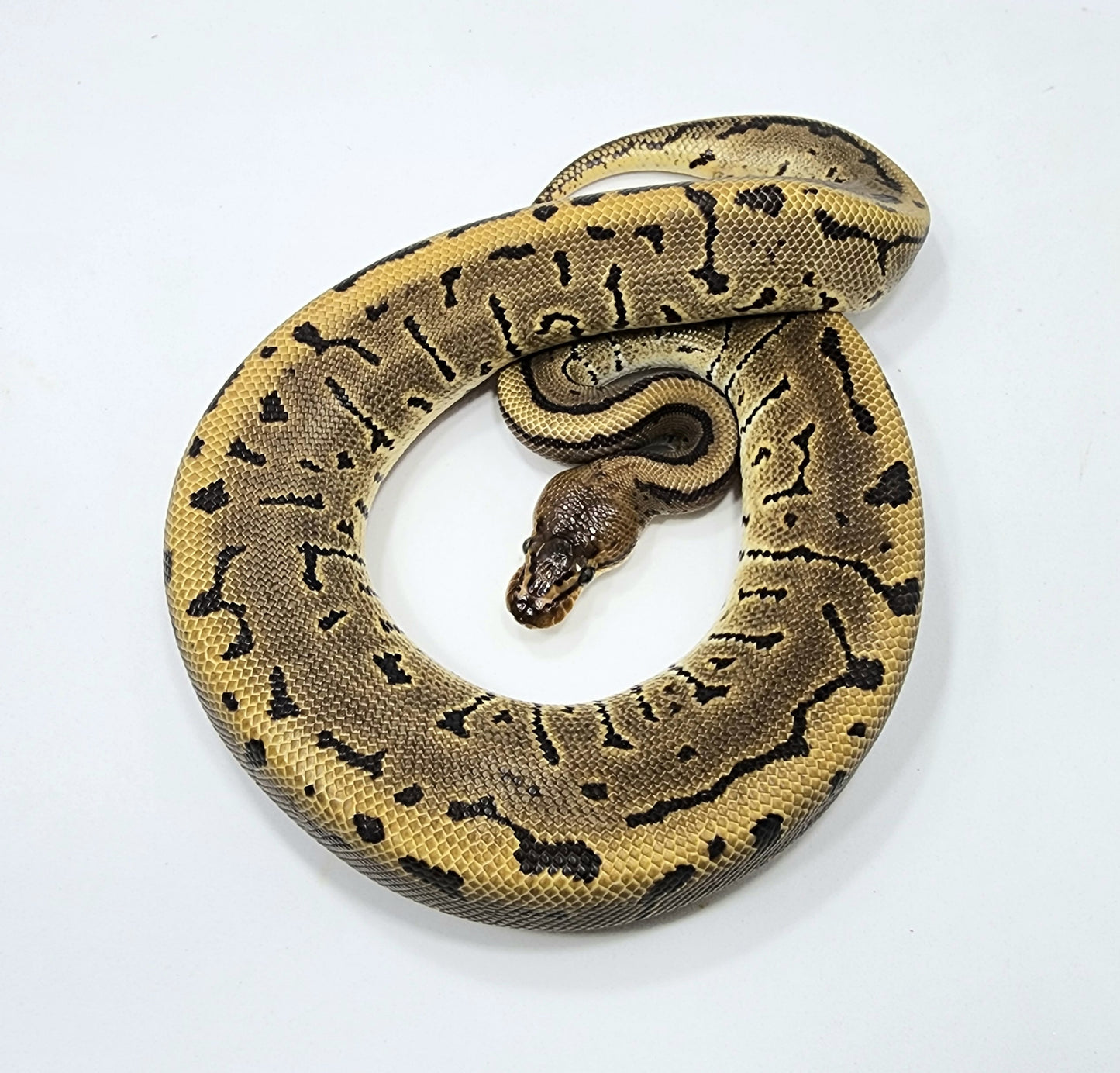 Leopard Pinstripe male