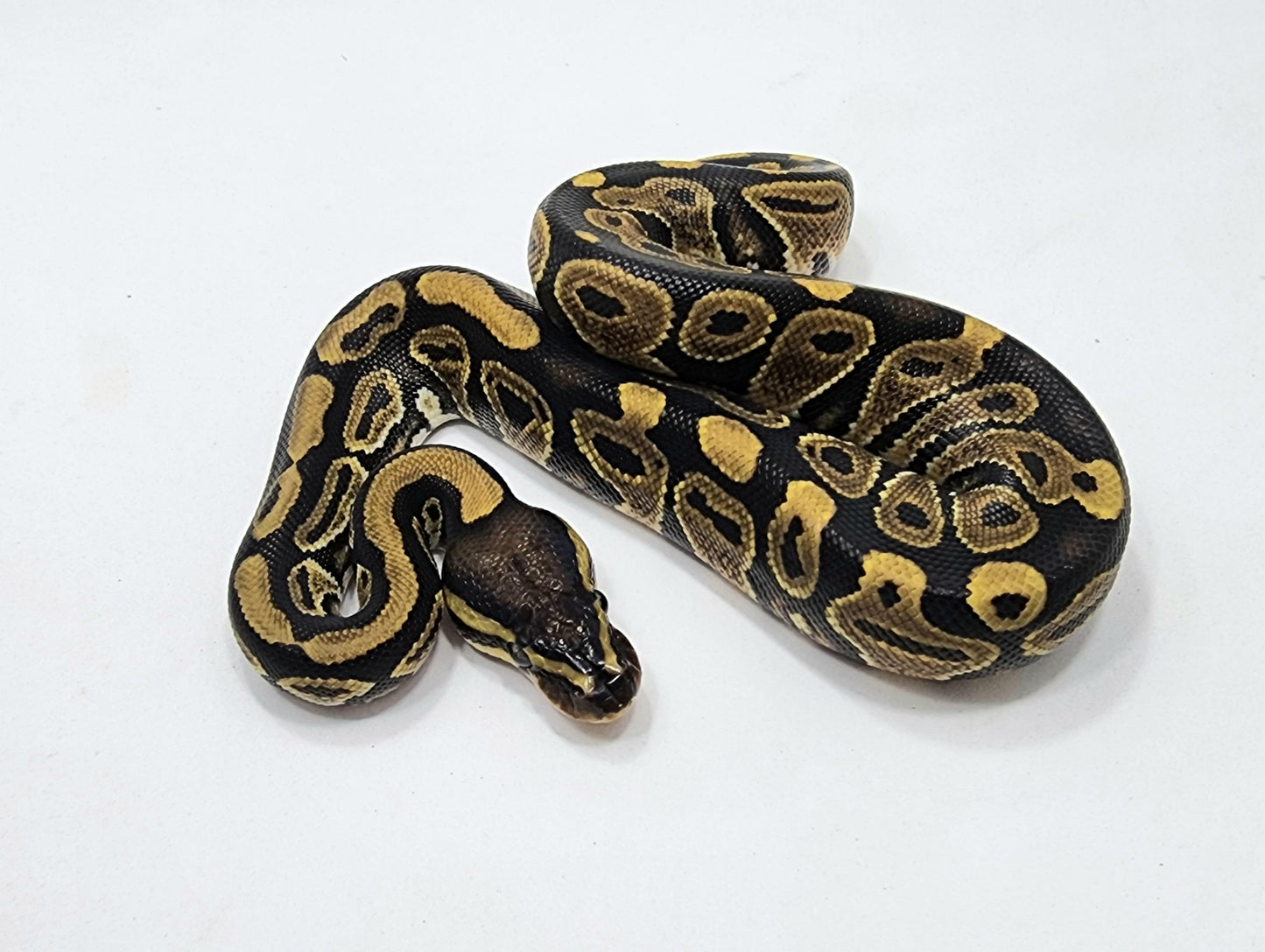 Het Pied male