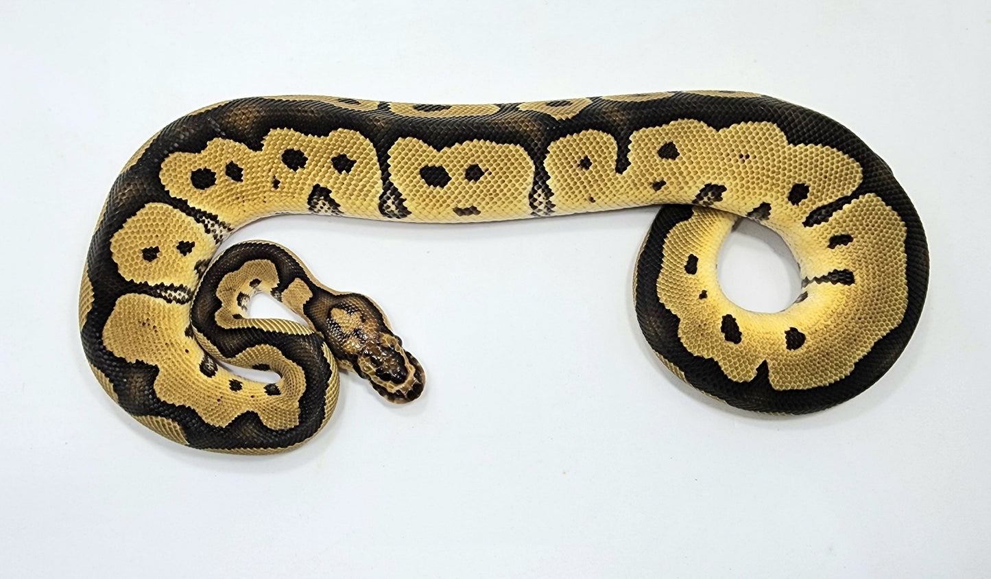 Blade Clown het Desert Ghost male
