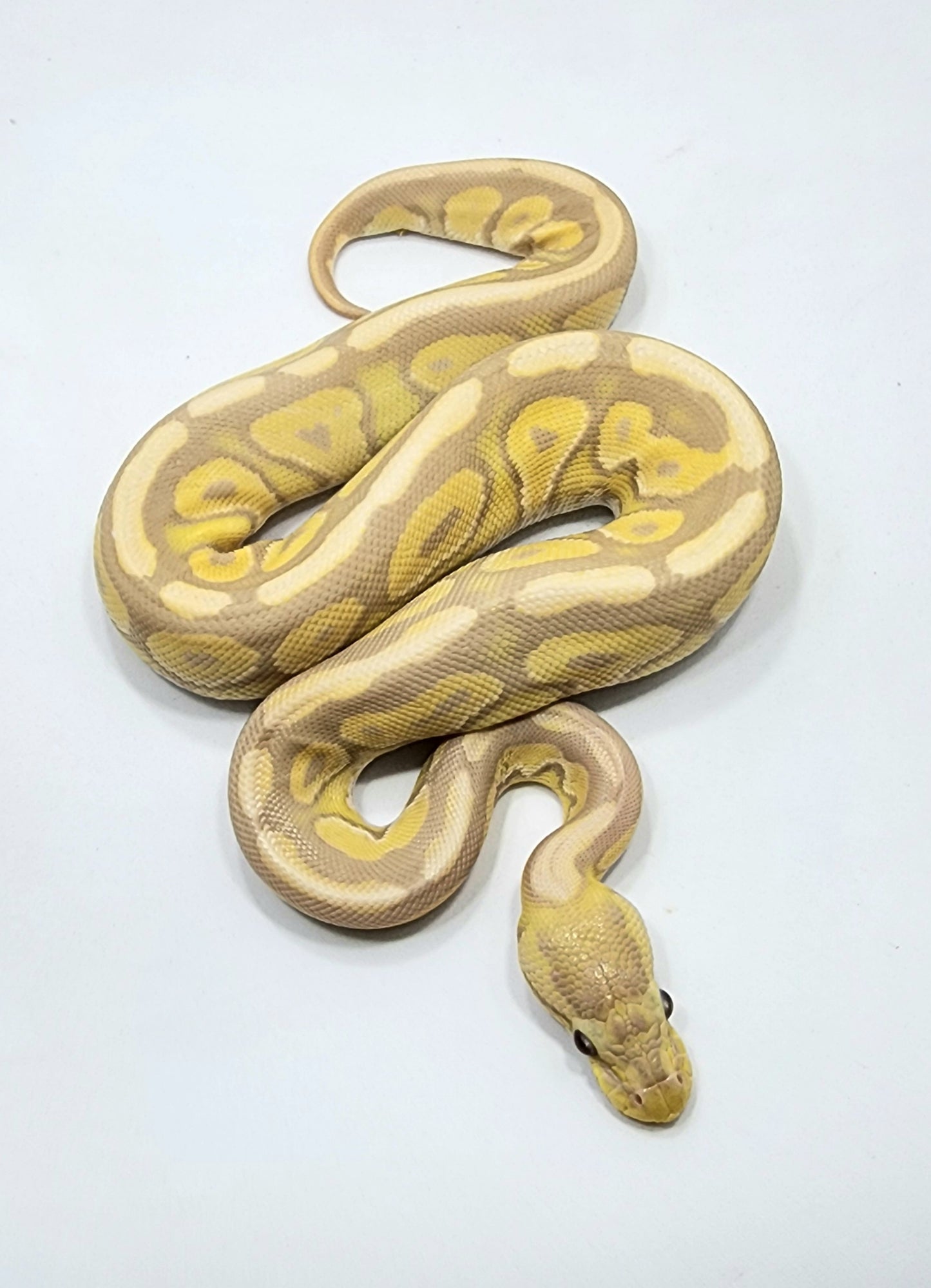 Cinnamon Candino female