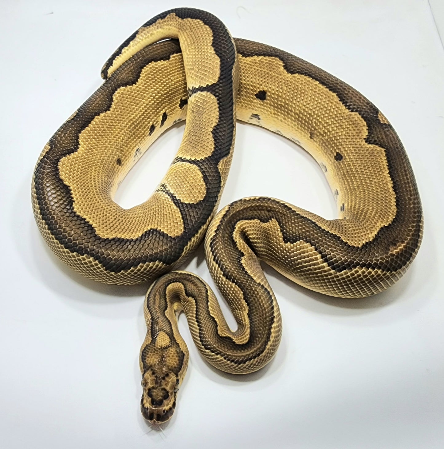 Super Blade Clown male