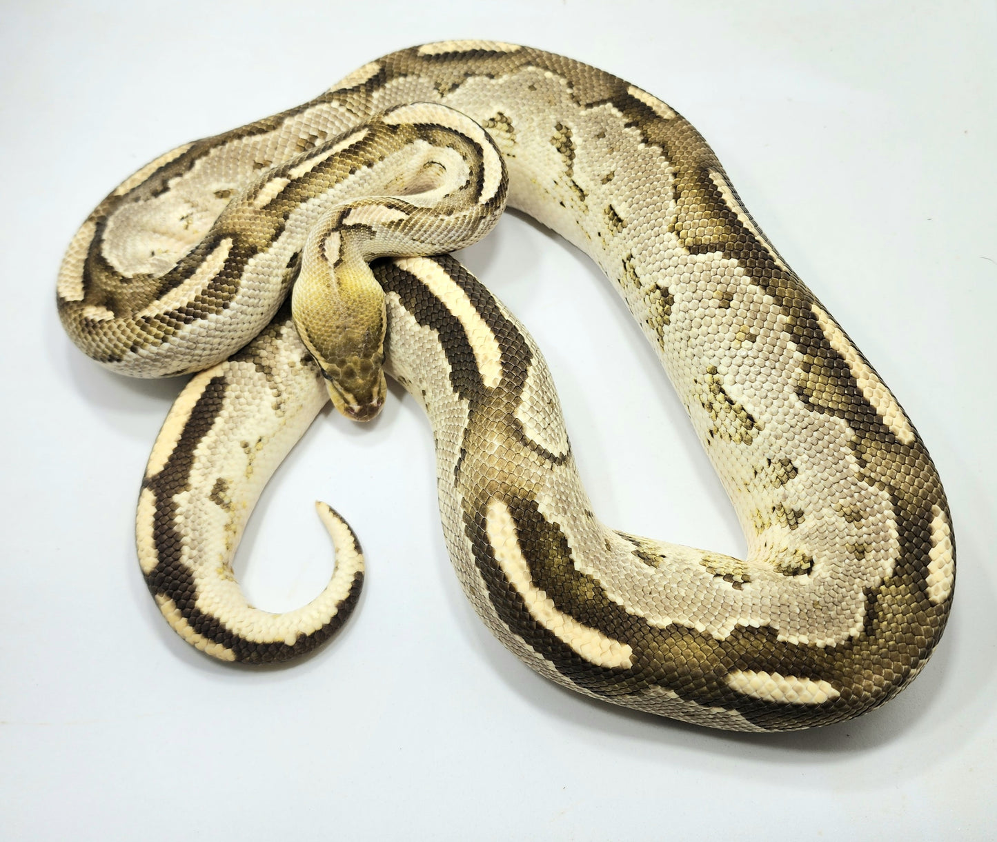 Bongo Fire male