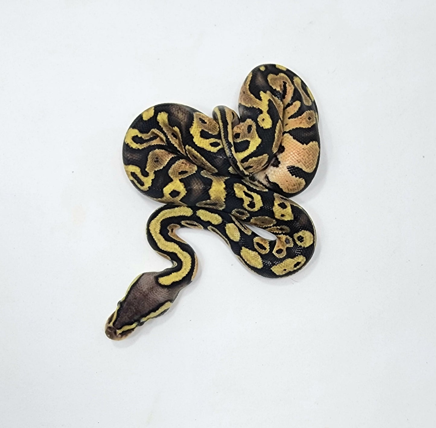 Pastel het Sunset female
