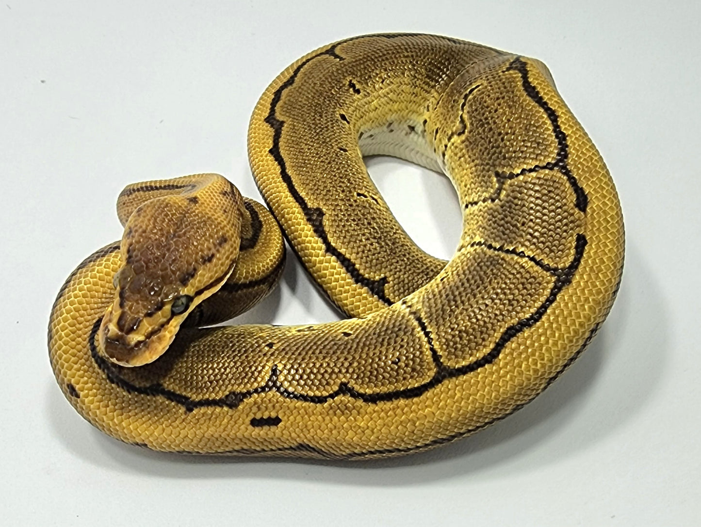 Red Stripe Pinstripe het Pied male