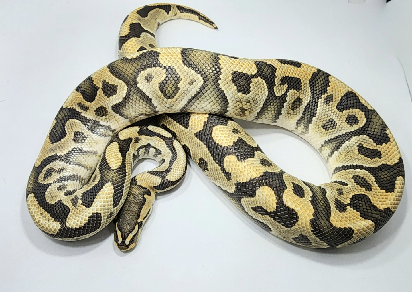 Hypo Cryptic male
