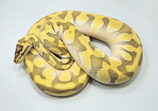 Super Enchi Lesser male