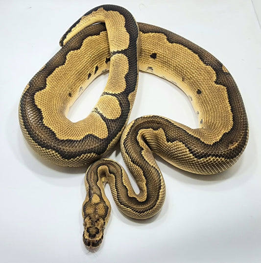 Super Blade Clown male