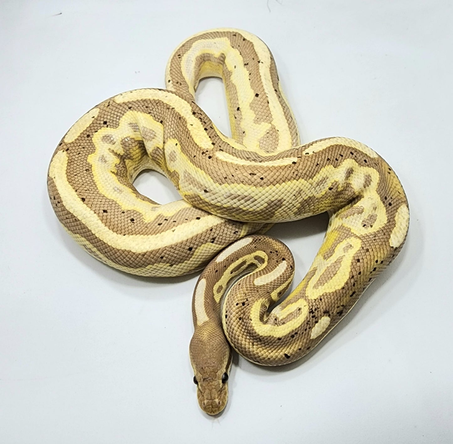 Banana Leopard Cinnamon pos het Pied male