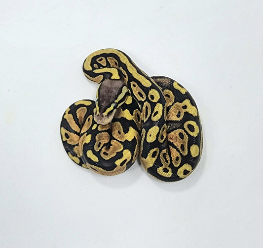 Pastel het Sunset female