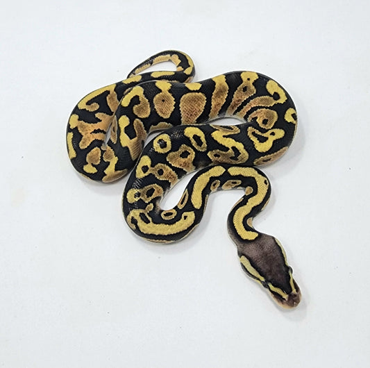 Pastel het Sunset male
