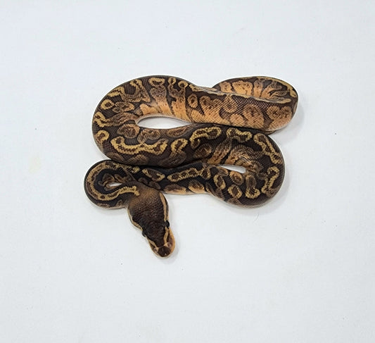 Pastel Sunset male